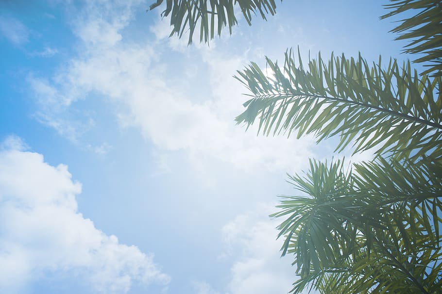 Low Angle Photo of Palm Leaves, bright, clouds, coconut trees HD wallpaper