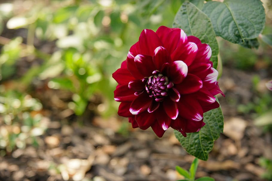 flower, red, highlights, nature, flowering plant, beauty in nature HD wallpaper