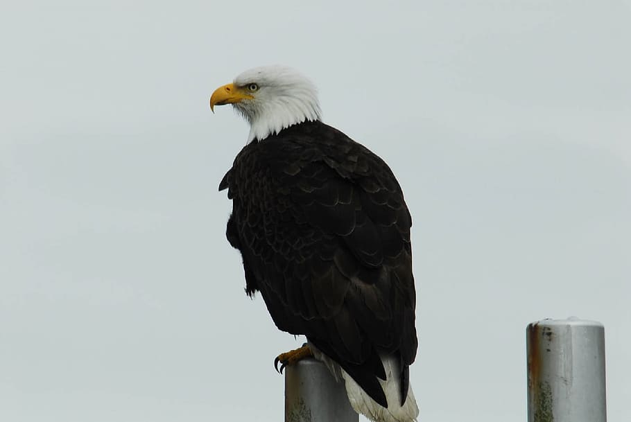 eagle, bald, bird, animal, nature, wild, animal themes, one animal HD wallpaper