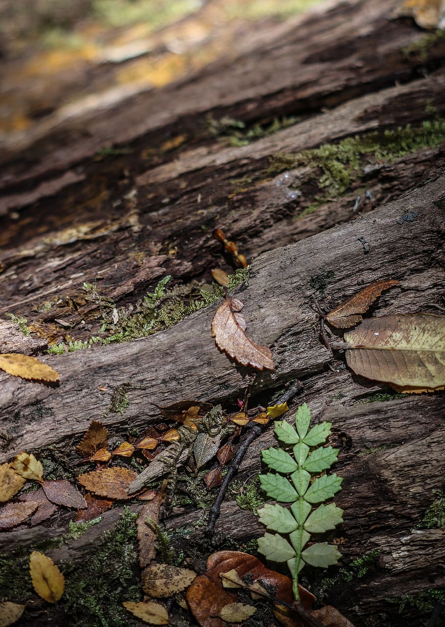 brown dried leaf on dead tree, plant part, close-up, nature, day HD wallpaper