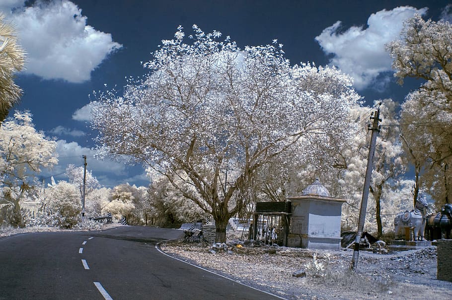 tree, plant, road, nature, transportation, architecture, sky HD wallpaper
