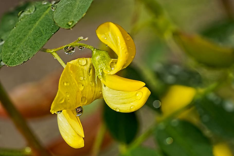 nature, shrub bloom, raindrop, flowers, summer, yellow, plant HD wallpaper