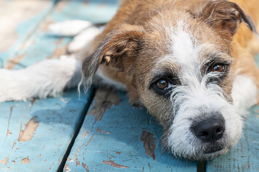 brown and white dog lying down, canine, one animal, domestic HD wallpaper