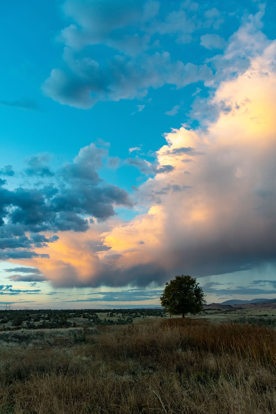 Green Leafed Tree, beautiful view, cloud, dawn, daylight, dusk HD wallpaper