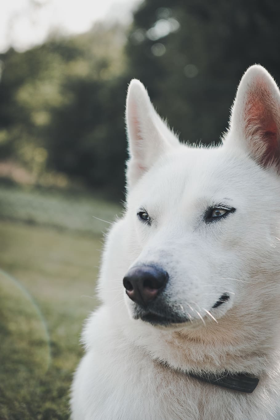 white dog closeup photo, husky, animal, pet, canine, mammal, blur HD wallpaper