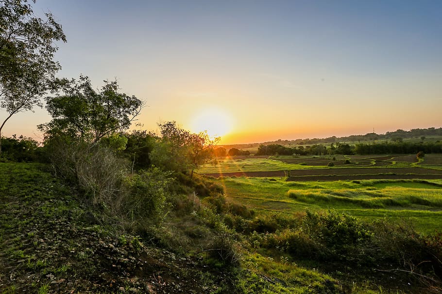 Green Grass and Trees at Golden Hour, countryside, dawn, daylight HD wallpaper