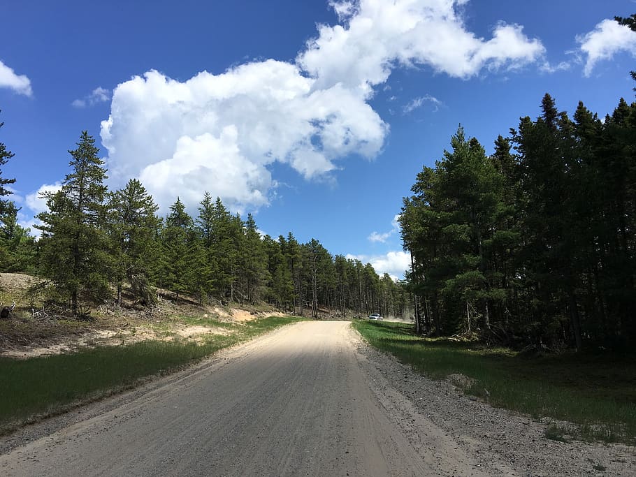 tree, plant, road, the way forward, cloud - sky, direction HD wallpaper
