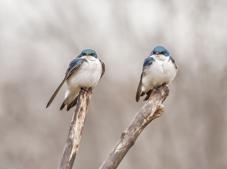 two blue birds on tree branch, vertebrate, animal wildlife, animals in the wild HD wallpaper