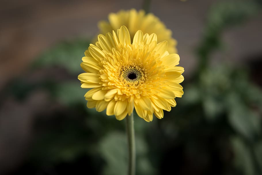 yellow-petaled flower, flowering plant, freshness, fragility HD wallpaper