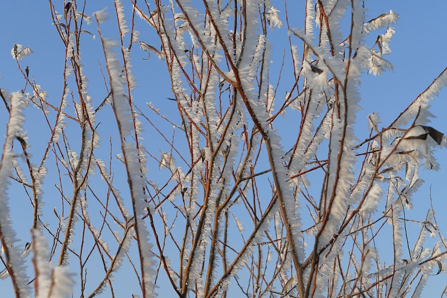 winter, icing, frost, nature, forest, trees, branch, plant HD wallpaper