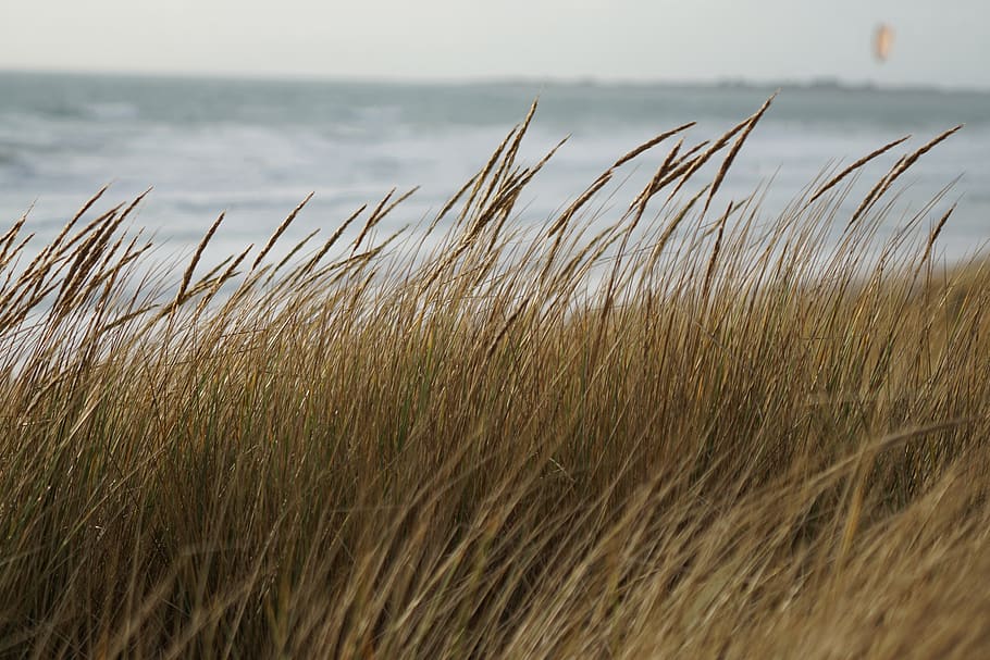 plage, vegetation, beach, lande, sea, nature, grass, sand, plant HD wallpaper