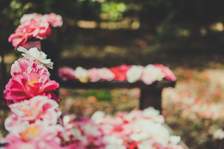 blooming pink flowers, plant, blossom, flower arrangement, flower bouquet HD wallpaper