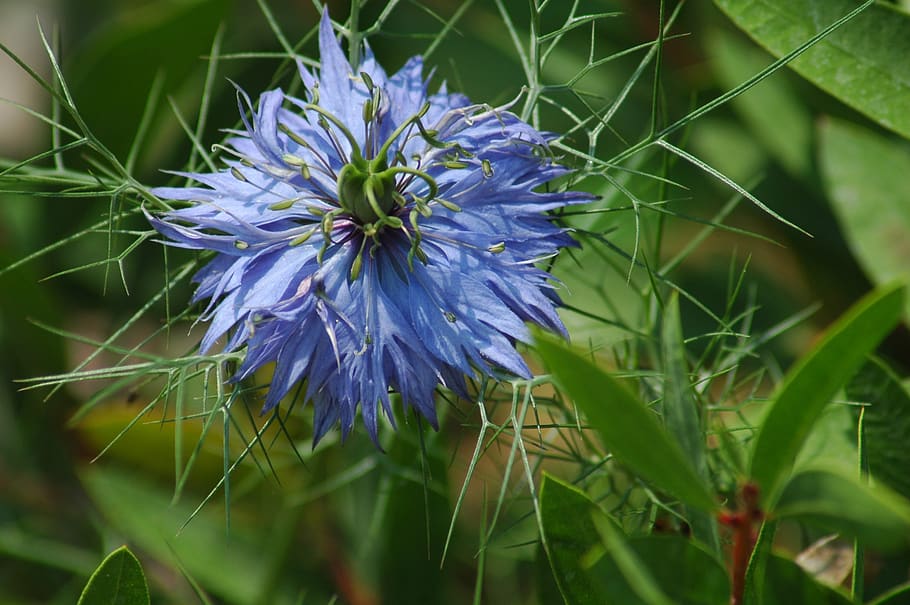 nature, flower, flora, summer, leaf, grass, field, nigel de damas HD wallpaper