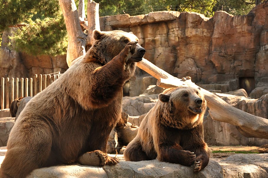 bear, bears, zoo, beasts, animals, paw, cute, teddy, nature HD wallpaper