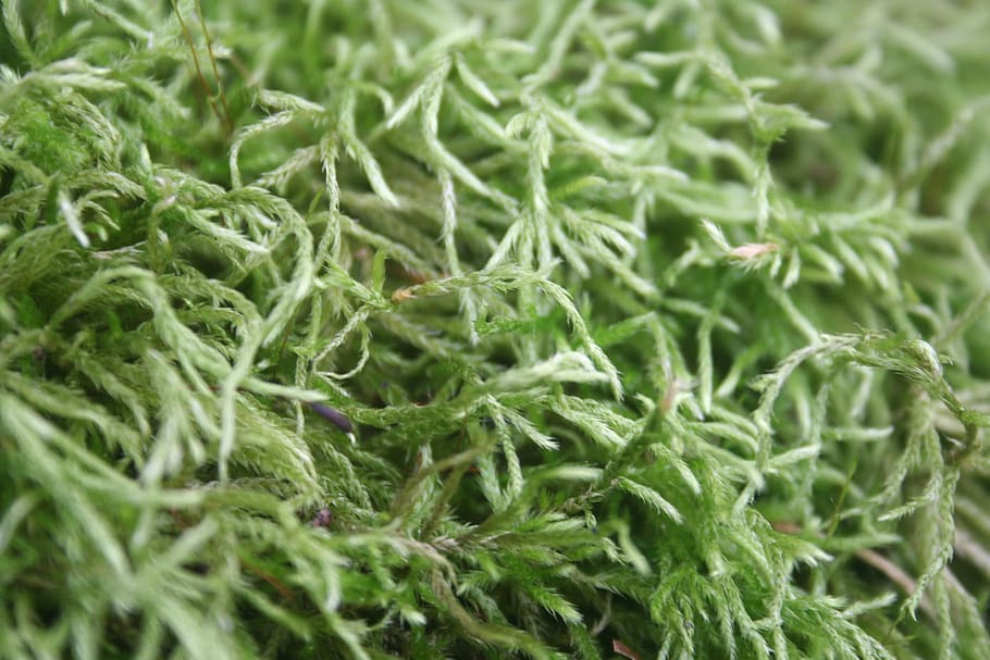 moss, texture, nature, green, forest, plant, environment, natural HD wallpaper