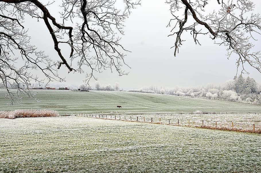 frost, field, cows, nature, landscape, winter, season, trees HD wallpaper