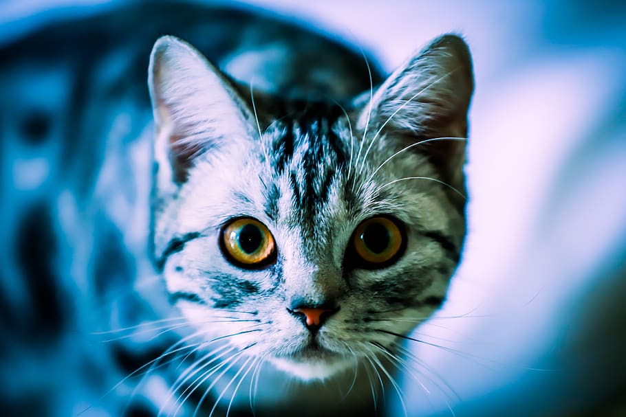 cat, blue, domestic, domestic cat, animal themes, domestic animals HD wallpaper