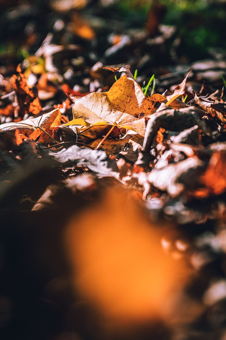 brown dried fallen leaves on ground, plant, leaf, tree, maple leaf HD wallpaper