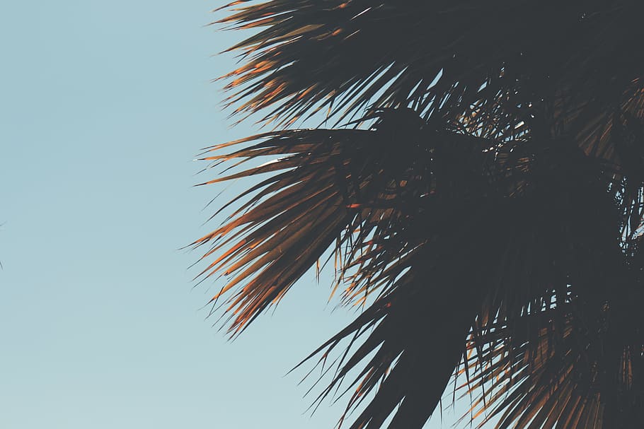 summer, warm, tree, palm, coconut, sky, green, plant, beach HD wallpaper
