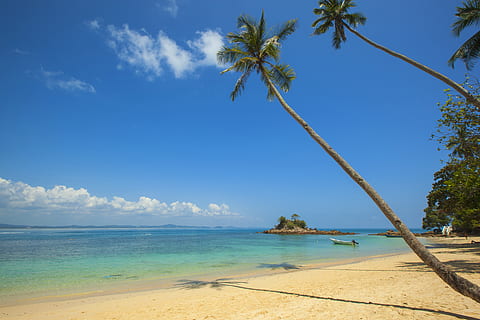 Green Coconut Palm Beside Seashore Under Blue Calm Sky during Daytime HD wallpaper
