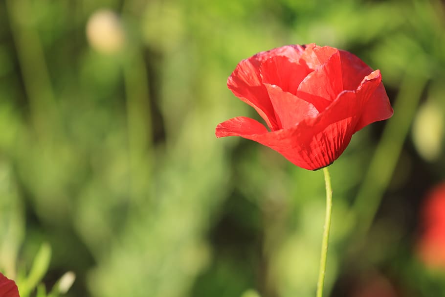 nature, flower, flora, summer, poppy, flowering plant, beauty in nature HD wallpaper