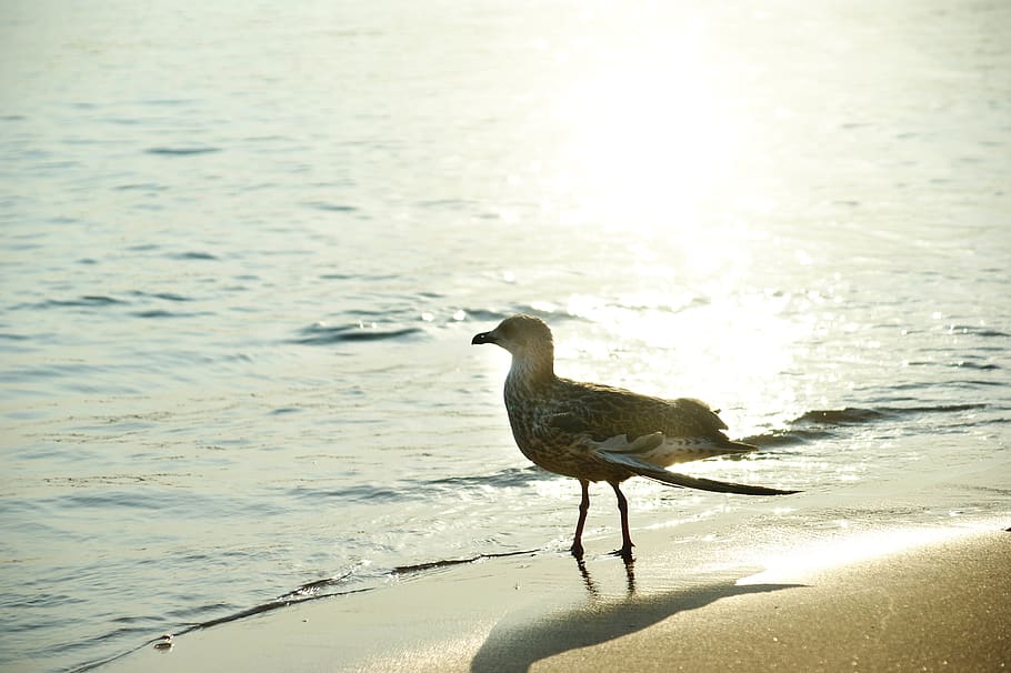 greece, corfu, sunset, beach, bird, coast, sea, seagle, water HD wallpaper