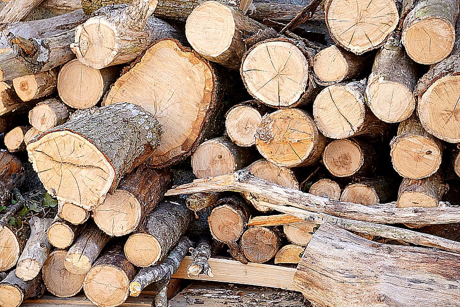 plants, tree, branch, trunk, cut, fall, stock, pile, logs, woods HD wallpaper