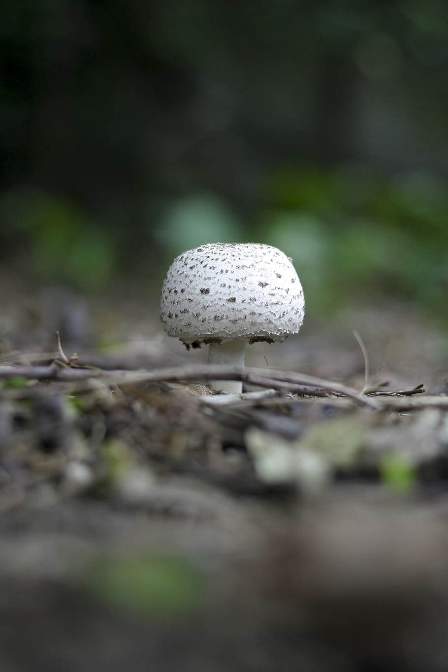 Round White and Grey Mushroom on Forest Floor, close-up, ground HD wallpaper