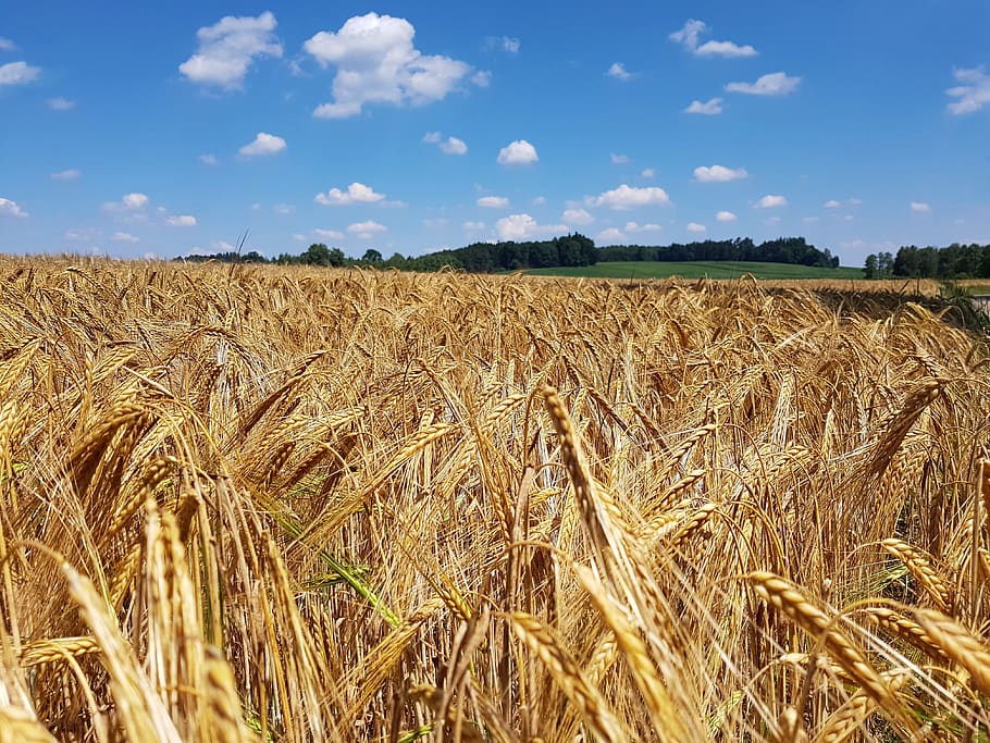 cornfield, nature, summer, staple food, grain, ear, barley HD wallpaper