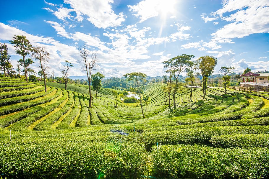 thailand, pa sang, chuifong tea farm, chiangrai, sky, tea plantation, HD wallpaper