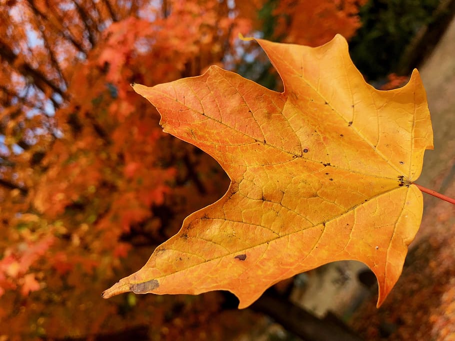 united states, winchester, leaf, tree, fall, autumn, orange HD wallpaper