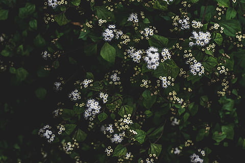 flowers, dark, matte, nature, trail, plants, new, popular, featured HD wallpaper