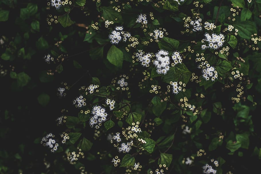 flowers, dark, matte, nature, trail, plants, new, popular, featured HD wallpaper