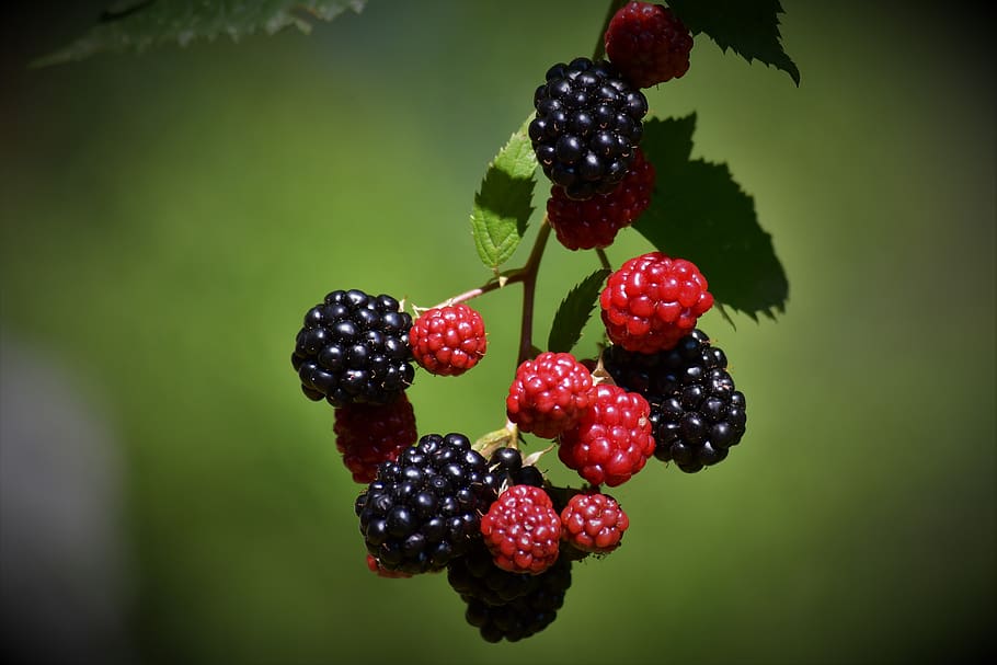 berry, strawberry, fruit, fine, berry fruit, food and drink HD wallpaper
