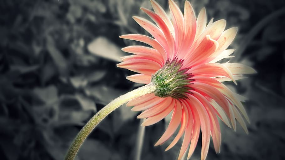 nature, flower, flora, summer, color, bright, blooming, jerbera HD wallpaper