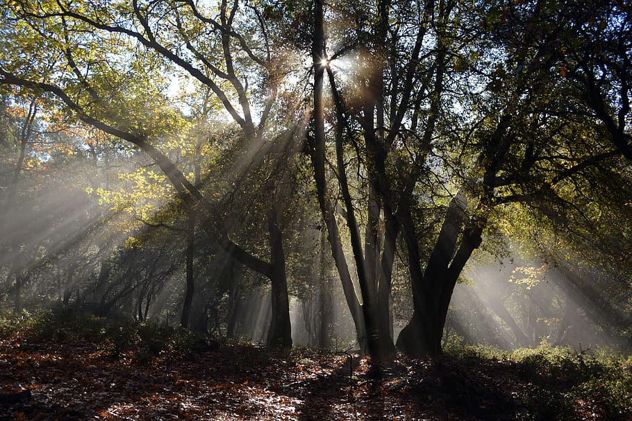 forest with yellow sunlight, tree, plant, land, tranquility, beauty in nature HD wallpaper