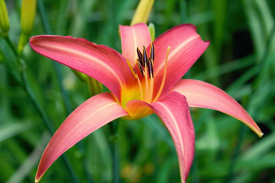 flower, flowering plant, petal, fragility, vulnerability, freshness HD wallpaper