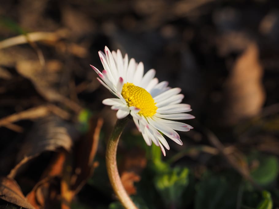daisy, flower, blossom, bloom, bellis philosophy, multiannual daisy HD wallpaper