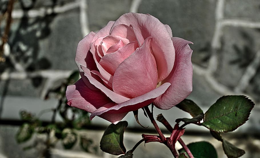 rose, garden, petals, bloom, pink, romantic, flower, summer HD wallpaper