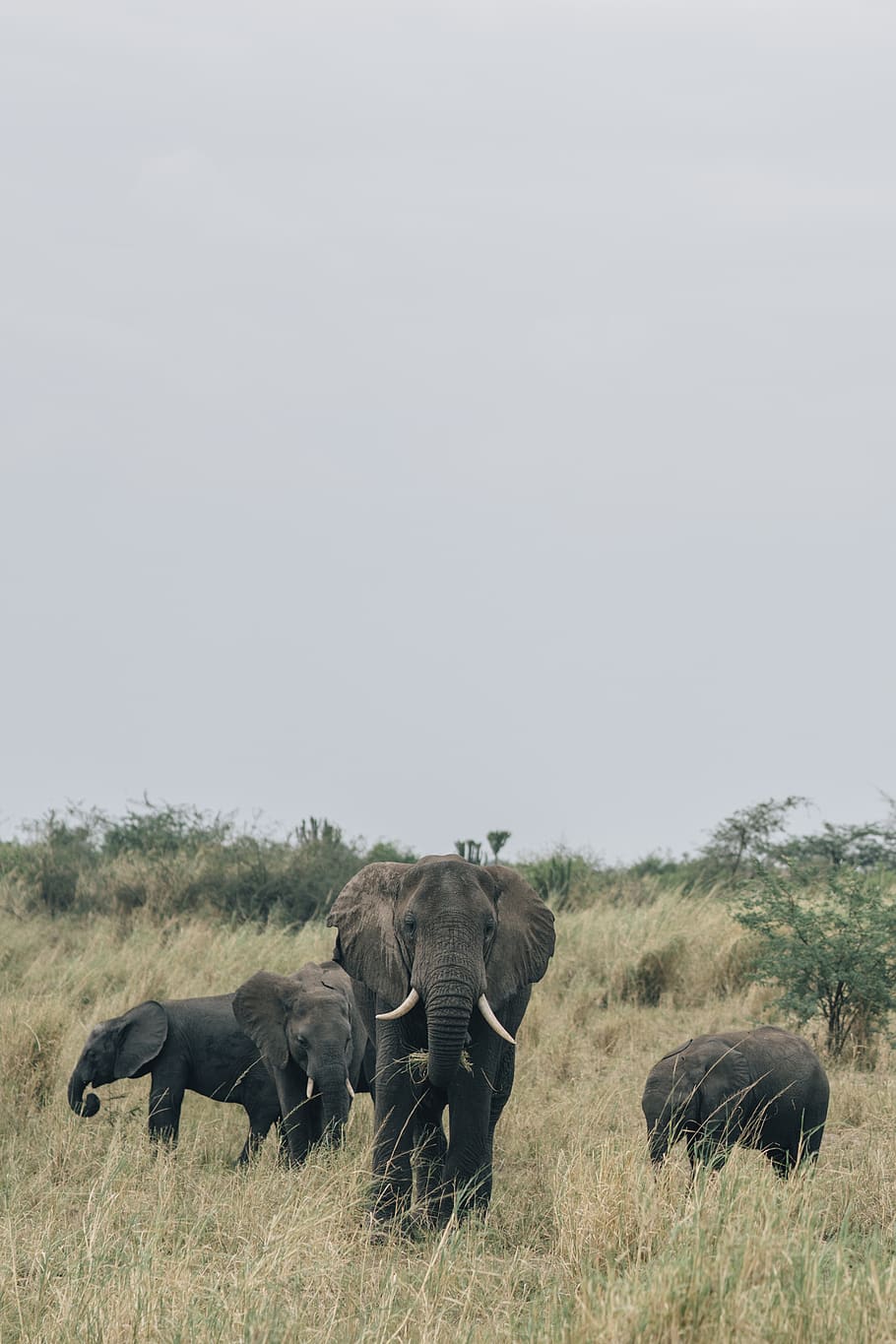 black elephant on grass field, animal, animal themes, mammal HD wallpaper