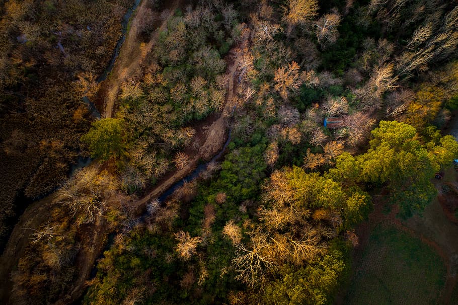 aerial, view, trees, plan, nature, forest, fall, autumn, plant HD wallpaper