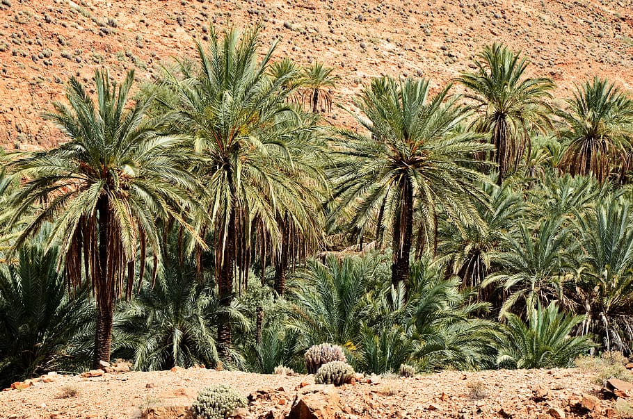 palm trees, morocco, marrakech, landscape, nature, desert, africa, HD wallpaper