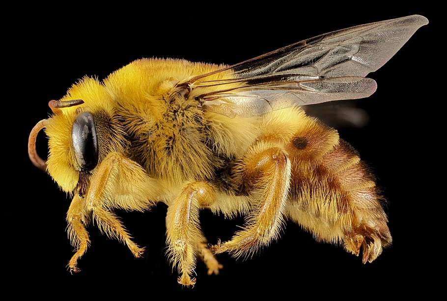 Yellow Bee, close-up, insect, invertebrate, animal themes, one animal HD wallpaper