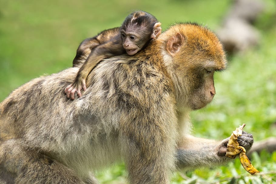 Baby Monkey Hanging at the Back Off Adult Monkey, animals, barbary ape, HD wallpaper
