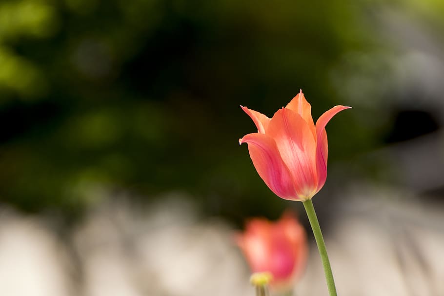 Selective Focus Photography of Pink Flower, blur, bright, color HD wallpaper