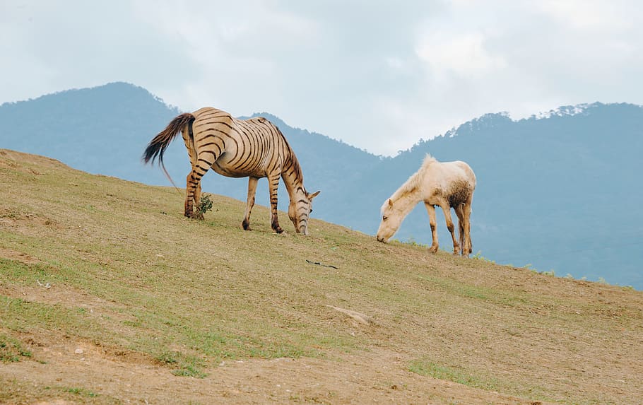 Zebra On Mountain, animals, farm, field, grass, grassland, landscape HD wallpaper