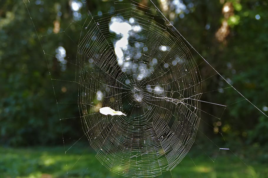 spider web, forest, trap, close-up, fragility, focus on foreground HD wallpaper