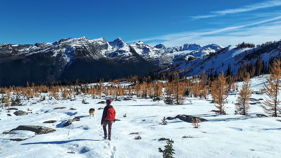 nature, larch, trees, snow, hike, backpack, mountains, landscape HD wallpaper