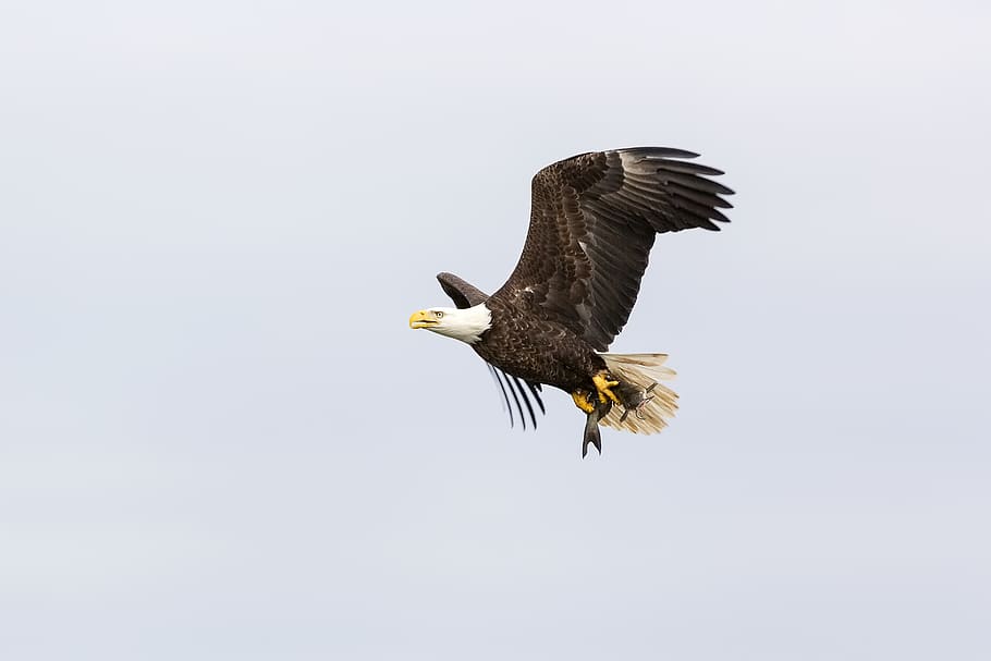 bird, animal, eagle, bald eagle, flying, fish, wildlife, predator HD wallpaper