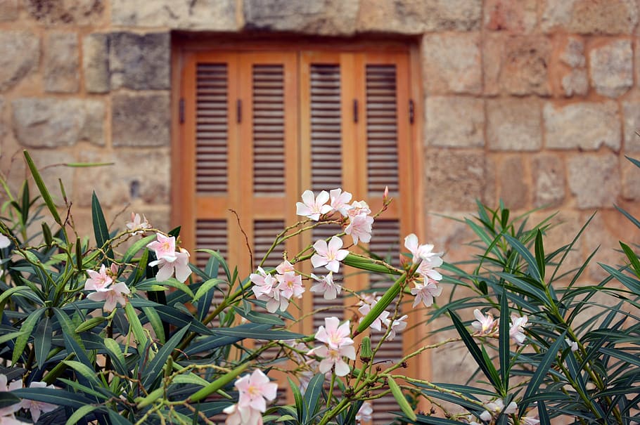 oleander, plant, mediterranean, flower, flowers, background, HD wallpaper